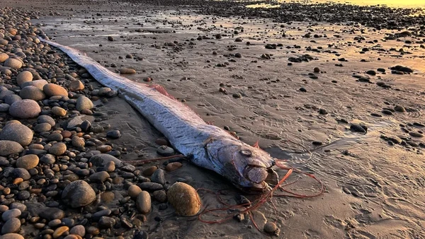 ‘Ikan Kiamat’ Oarfish Kembali Terdampar di California